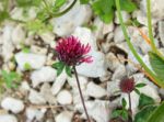 2014-07-05_Laengental-N-Hochweg (851)b. JPG